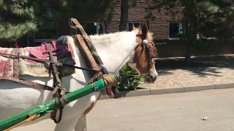 walking horse gallops in the park