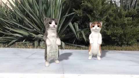 Dancing cats Funny video