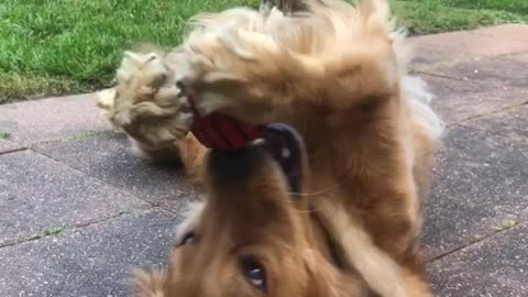 Golden Retriever Has Skills