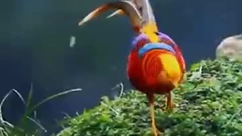 Top 100 most beautiful birds on the planet earth | Top 100 cutest birds in the world