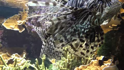 Puffer fish and lionfish live together, such a beautiful picture is rare!