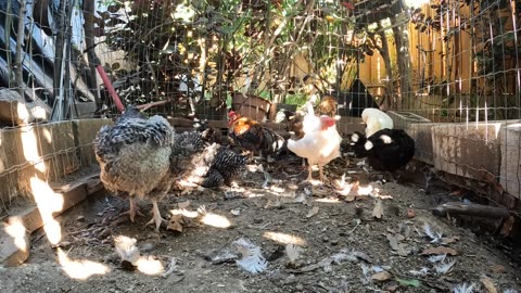 Backyard Chickens Fun Relaxing Dirt Bath Video Sounds Noises Hens Roosters!