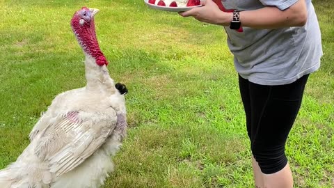 Frito The Turkey Gets Special Cake for His First Birthday