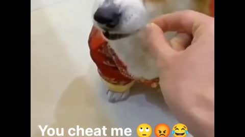 Funny dog