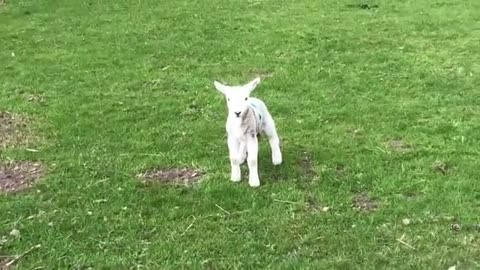 Cute baby lamb has a loud baa