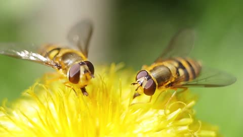 bee collecting pollen on yellow flower