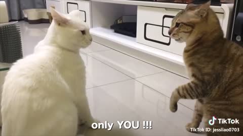 Cats speaking English