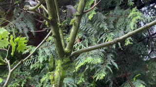 Nuthatches feeding their fledgling