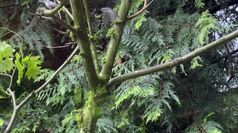 Nuthatches feeding their fledgling