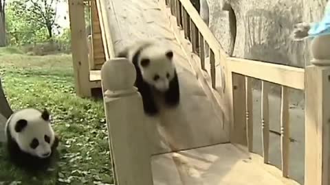 Cute pandas playing on the slide