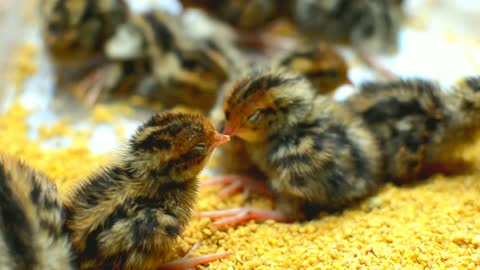 Young birds dozing off lovely