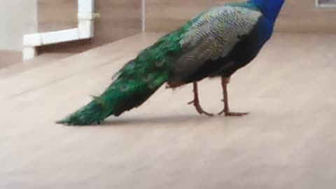 Peacock at Office