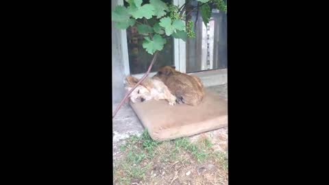 Dog and Pig amazing friendship