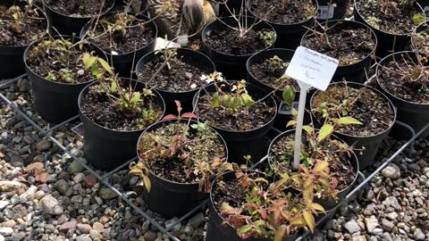 Duck Turning Eggs in Plant Nursery