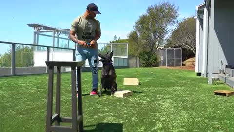 Dog-Psychology 101: Cali K9 Basic Dog Training