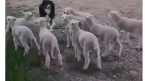 Border Collie :- Where you guys are going?