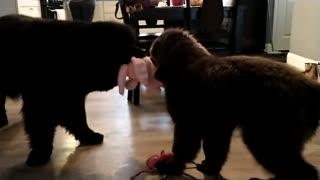 Newfoundlands fighting over bunny