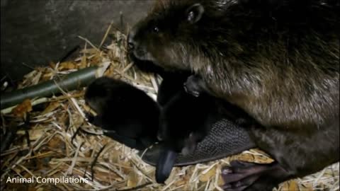 baby beavers