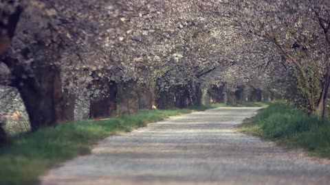 Cherry blossoms fluttering