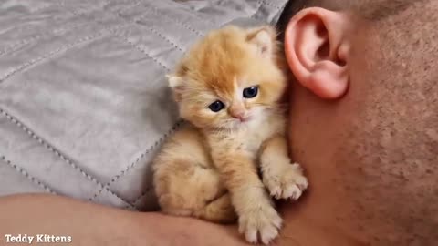 A stern man's Ear was Attacked by a Tiny Kitten