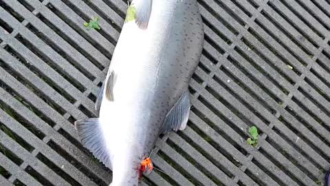 Pink Salmon (Humpback) change so beautiful when back in the fresh water.