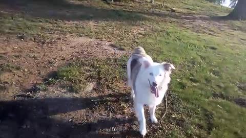 Mini Australian Shepherd politely plays frisbee