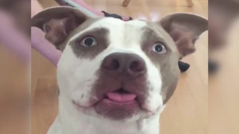 An Adorable Dog Pulls Out Hilarious Tongue Moves