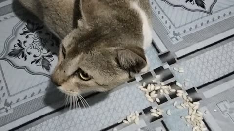 Cat eating food 🤤