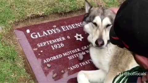 Dog cries beside the coffin of the owner at a wake in Bahia