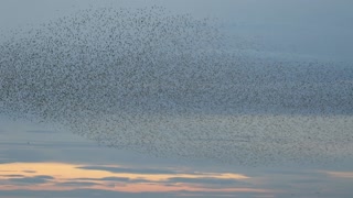 Spectacular High Tide Bird Show