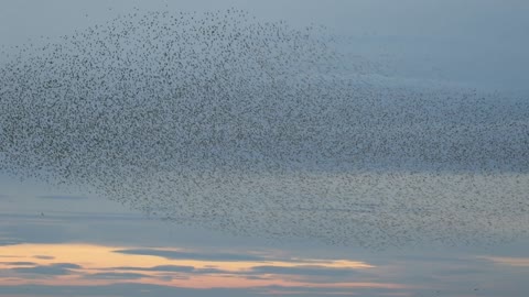 Spectacular High Tide Bird Show