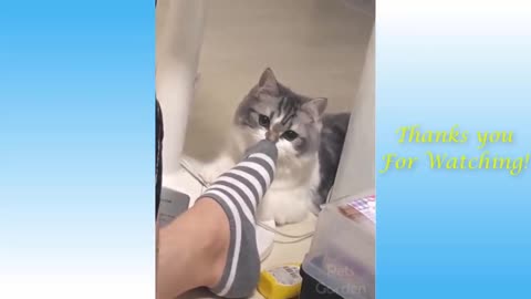 Cat Showing Funny Reaction After Smelling My Sock