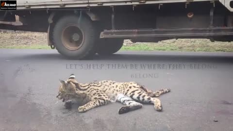 wildlife in Ethiopian