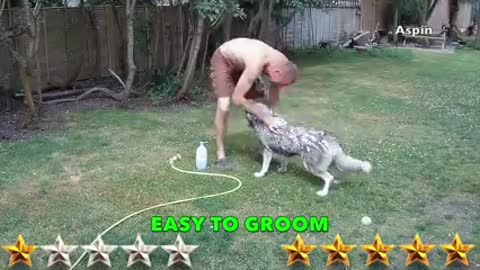 Husky vs pitbull