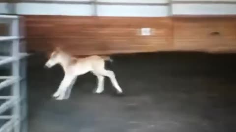 Baby horse running fast in the barn