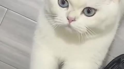 Cute Cats and Funny Animals Compilation 😹 Try Not To Laugh Challenge 💚 Cute Cat Land #Shorts