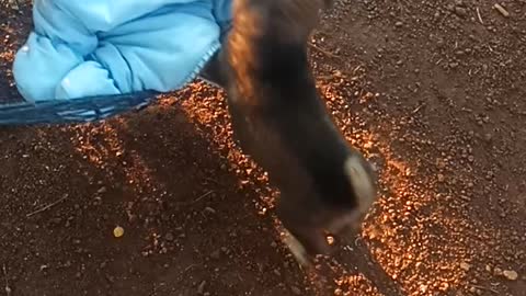 Puppy Lulls Baby in Hammock to Sleep