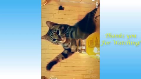 Cute Pets And Funny Animals Compilation <3 parte 4