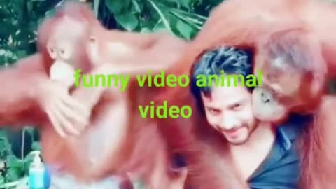 Funny video _ funny video monkey funny