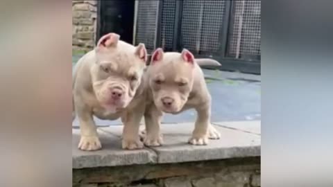 Cutest and cutest Pitbull puppies