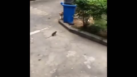 The Rat is Chasing the Cat. Hilarious!!!