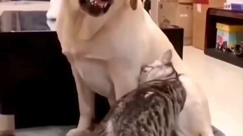 Funny Battle of Dogs Vs Cat. Wait For the End…! 🤣😂