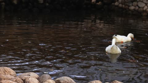 chickens-hens-rooster-cock-bird