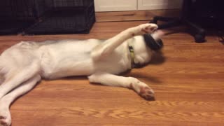 Siberian Husky Puppy Plays with Tire