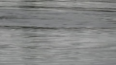 Manatee Sighting Interrupted by Talking "Have a Great Day At The Office"