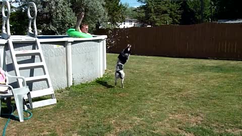 Dog Backflips Everytime His Owner Splashes Him With Water