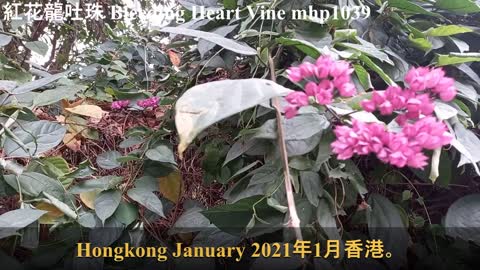 紅花龍吐珠 Bleeding Heart Vine（Bleeding Glorybower）, mhp1039, Jan 2021