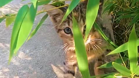 Cute Kitten