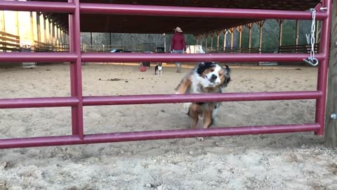 Doggo Make Graceful Jump Through Gap In Gate