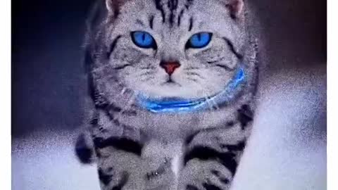 Tabby cat with blue eyes gives a sweet look to the camera